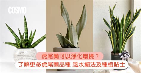 虎尾蘭風水|【擺放虎尾蘭風水】虎尾蘭擺放風水招財避厄，居家必備植物